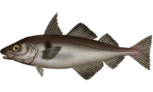 Melanogrammus_aeglefinus